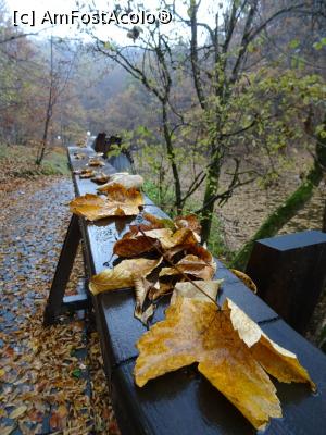 [P14] Aleea de pe malul Lacurilor Verde și Roșu - Sovata.  » foto by tata123 🔱
 - 
<span class="allrVoted glyphicon glyphicon-heart hidden" id="av1033843"></span>
<a class="m-l-10 hidden" id="sv1033843" onclick="voting_Foto_DelVot(,1033843,4909)" role="button">șterge vot <span class="glyphicon glyphicon-remove"></span></a>
<a id="v91033843" class=" c-red"  onclick="voting_Foto_SetVot(1033843)" role="button"><span class="glyphicon glyphicon-heart-empty"></span> <b>LIKE</b> = Votează poza</a> <img class="hidden"  id="f1033843W9" src="/imagini/loader.gif" border="0" /><span class="AjErrMes hidden" id="e1033843ErM"></span>