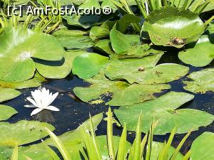 [P10] Nufărul alb lacul Gorgova.  » foto by nelu73
 - 
<span class="allrVoted glyphicon glyphicon-heart hidden" id="av1103622"></span>
<a class="m-l-10 hidden" id="sv1103622" onclick="voting_Foto_DelVot(,1103622,4923)" role="button">șterge vot <span class="glyphicon glyphicon-remove"></span></a>
<a id="v91103622" class=" c-red"  onclick="voting_Foto_SetVot(1103622)" role="button"><span class="glyphicon glyphicon-heart-empty"></span> <b>LIKE</b> = Votează poza</a> <img class="hidden"  id="f1103622W9" src="/imagini/loader.gif" border="0" /><span class="AjErrMes hidden" id="e1103622ErM"></span>