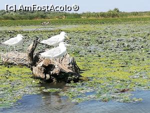 [P13] Pescăruș pe lacul Cozmințiu mic.  » foto by nelu73
 - 
<span class="allrVoted glyphicon glyphicon-heart hidden" id="av1103625"></span>
<a class="m-l-10 hidden" id="sv1103625" onclick="voting_Foto_DelVot(,1103625,4923)" role="button">șterge vot <span class="glyphicon glyphicon-remove"></span></a>
<a id="v91103625" class=" c-red"  onclick="voting_Foto_SetVot(1103625)" role="button"><span class="glyphicon glyphicon-heart-empty"></span> <b>LIKE</b> = Votează poza</a> <img class="hidden"  id="f1103625W9" src="/imagini/loader.gif" border="0" /><span class="AjErrMes hidden" id="e1103625ErM"></span>