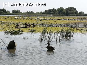[P14] Mai multe specii de păsări pe lacul Cozmințiu mare.  » foto by nelu73
 - 
<span class="allrVoted glyphicon glyphicon-heart hidden" id="av1103626"></span>
<a class="m-l-10 hidden" id="sv1103626" onclick="voting_Foto_DelVot(,1103626,4923)" role="button">șterge vot <span class="glyphicon glyphicon-remove"></span></a>
<a id="v91103626" class=" c-red"  onclick="voting_Foto_SetVot(1103626)" role="button"><span class="glyphicon glyphicon-heart-empty"></span> <b>LIKE</b> = Votează poza</a> <img class="hidden"  id="f1103626W9" src="/imagini/loader.gif" border="0" /><span class="AjErrMes hidden" id="e1103626ErM"></span>