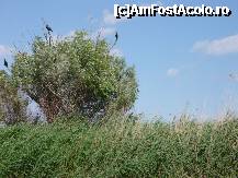 [P09] santinele de cormorani,paznici ai frumoasei delte » foto by ghemonica
 - 
<span class="allrVoted glyphicon glyphicon-heart hidden" id="av229671"></span>
<a class="m-l-10 hidden" id="sv229671" onclick="voting_Foto_DelVot(,229671,4923)" role="button">șterge vot <span class="glyphicon glyphicon-remove"></span></a>
<a id="v9229671" class=" c-red"  onclick="voting_Foto_SetVot(229671)" role="button"><span class="glyphicon glyphicon-heart-empty"></span> <b>LIKE</b> = Votează poza</a> <img class="hidden"  id="f229671W9" src="/imagini/loader.gif" border="0" /><span class="AjErrMes hidden" id="e229671ErM"></span>