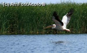 [P02] Delta Dunarii, Bratul Sf. Gheorghe cu cateva canale si lacuri, pelican in zbor » foto by Dana2008
 - 
<span class="allrVoted glyphicon glyphicon-heart hidden" id="av777615"></span>
<a class="m-l-10 hidden" id="sv777615" onclick="voting_Foto_DelVot(,777615,4923)" role="button">șterge vot <span class="glyphicon glyphicon-remove"></span></a>
<a id="v9777615" class=" c-red"  onclick="voting_Foto_SetVot(777615)" role="button"><span class="glyphicon glyphicon-heart-empty"></span> <b>LIKE</b> = Votează poza</a> <img class="hidden"  id="f777615W9" src="/imagini/loader.gif" border="0" /><span class="AjErrMes hidden" id="e777615ErM"></span>