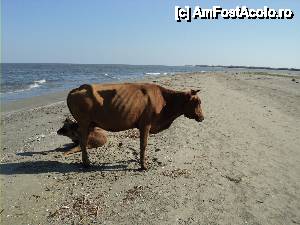 [P07] parte din animalelele Deltei, invatate sa convietuiasca alaturi de turisti » foto by roxi-nico
 - 
<span class="allrVoted glyphicon glyphicon-heart hidden" id="av450163"></span>
<a class="m-l-10 hidden" id="sv450163" onclick="voting_Foto_DelVot(,450163,4923)" role="button">șterge vot <span class="glyphicon glyphicon-remove"></span></a>
<a id="v9450163" class=" c-red"  onclick="voting_Foto_SetVot(450163)" role="button"><span class="glyphicon glyphicon-heart-empty"></span> <b>LIKE</b> = Votează poza</a> <img class="hidden"  id="f450163W9" src="/imagini/loader.gif" border="0" /><span class="AjErrMes hidden" id="e450163ErM"></span>