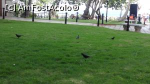 [P23] minunatele pasari care ciugulesc pe gazonul parcului » foto by grecudoina
 - 
<span class="allrVoted glyphicon glyphicon-heart hidden" id="av1085679"></span>
<a class="m-l-10 hidden" id="sv1085679" onclick="voting_Foto_DelVot(,1085679,4925)" role="button">șterge vot <span class="glyphicon glyphicon-remove"></span></a>
<a id="v91085679" class=" c-red"  onclick="voting_Foto_SetVot(1085679)" role="button"><span class="glyphicon glyphicon-heart-empty"></span> <b>LIKE</b> = Votează poza</a> <img class="hidden"  id="f1085679W9" src="/imagini/loader.gif" border="0" /><span class="AjErrMes hidden" id="e1085679ErM"></span>
