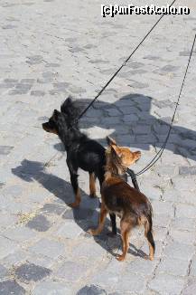 [P10] Vedetele expozitiei canine » foto by dorgo
 - 
<span class="allrVoted glyphicon glyphicon-heart hidden" id="av469433"></span>
<a class="m-l-10 hidden" id="sv469433" onclick="voting_Foto_DelVot(,469433,4932)" role="button">șterge vot <span class="glyphicon glyphicon-remove"></span></a>
<a id="v9469433" class=" c-red"  onclick="voting_Foto_SetVot(469433)" role="button"><span class="glyphicon glyphicon-heart-empty"></span> <b>LIKE</b> = Votează poza</a> <img class="hidden"  id="f469433W9" src="/imagini/loader.gif" border="0" /><span class="AjErrMes hidden" id="e469433ErM"></span>