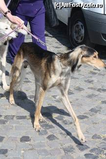 [P13] Vedetele expozitiei canine » foto by dorgo
 - 
<span class="allrVoted glyphicon glyphicon-heart hidden" id="av469437"></span>
<a class="m-l-10 hidden" id="sv469437" onclick="voting_Foto_DelVot(,469437,4932)" role="button">șterge vot <span class="glyphicon glyphicon-remove"></span></a>
<a id="v9469437" class=" c-red"  onclick="voting_Foto_SetVot(469437)" role="button"><span class="glyphicon glyphicon-heart-empty"></span> <b>LIKE</b> = Votează poza</a> <img class="hidden"  id="f469437W9" src="/imagini/loader.gif" border="0" /><span class="AjErrMes hidden" id="e469437ErM"></span>
