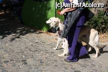[P14] Vedetele expozitiei canine » foto by dorgo
 - 
<span class="allrVoted glyphicon glyphicon-heart hidden" id="av469438"></span>
<a class="m-l-10 hidden" id="sv469438" onclick="voting_Foto_DelVot(,469438,4932)" role="button">șterge vot <span class="glyphicon glyphicon-remove"></span></a>
<a id="v9469438" class=" c-red"  onclick="voting_Foto_SetVot(469438)" role="button"><span class="glyphicon glyphicon-heart-empty"></span> <b>LIKE</b> = Votează poza</a> <img class="hidden"  id="f469438W9" src="/imagini/loader.gif" border="0" /><span class="AjErrMes hidden" id="e469438ErM"></span>