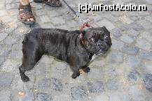 [P16] Vedetele expozitiei canine » foto by dorgo
 - 
<span class="allrVoted glyphicon glyphicon-heart hidden" id="av469441"></span>
<a class="m-l-10 hidden" id="sv469441" onclick="voting_Foto_DelVot(,469441,4932)" role="button">șterge vot <span class="glyphicon glyphicon-remove"></span></a>
<a id="v9469441" class=" c-red"  onclick="voting_Foto_SetVot(469441)" role="button"><span class="glyphicon glyphicon-heart-empty"></span> <b>LIKE</b> = Votează poza</a> <img class="hidden"  id="f469441W9" src="/imagini/loader.gif" border="0" /><span class="AjErrMes hidden" id="e469441ErM"></span>