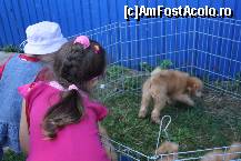 [P17] Vedetele expozitiei canine » foto by dorgo
 - 
<span class="allrVoted glyphicon glyphicon-heart hidden" id="av469442"></span>
<a class="m-l-10 hidden" id="sv469442" onclick="voting_Foto_DelVot(,469442,4932)" role="button">șterge vot <span class="glyphicon glyphicon-remove"></span></a>
<a id="v9469442" class=" c-red"  onclick="voting_Foto_SetVot(469442)" role="button"><span class="glyphicon glyphicon-heart-empty"></span> <b>LIKE</b> = Votează poza</a> <img class="hidden"  id="f469442W9" src="/imagini/loader.gif" border="0" /><span class="AjErrMes hidden" id="e469442ErM"></span>