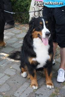 [P18] Vedetele expozitiei canine » foto by dorgo
 - 
<span class="allrVoted glyphicon glyphicon-heart hidden" id="av469443"></span>
<a class="m-l-10 hidden" id="sv469443" onclick="voting_Foto_DelVot(,469443,4932)" role="button">șterge vot <span class="glyphicon glyphicon-remove"></span></a>
<a id="v9469443" class=" c-red"  onclick="voting_Foto_SetVot(469443)" role="button"><span class="glyphicon glyphicon-heart-empty"></span> <b>LIKE</b> = Votează poza</a> <img class="hidden"  id="f469443W9" src="/imagini/loader.gif" border="0" /><span class="AjErrMes hidden" id="e469443ErM"></span>