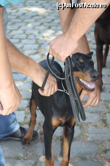 [P19] Vedetele expozitiei canine » foto by dorgo
 - 
<span class="allrVoted glyphicon glyphicon-heart hidden" id="av469444"></span>
<a class="m-l-10 hidden" id="sv469444" onclick="voting_Foto_DelVot(,469444,4932)" role="button">șterge vot <span class="glyphicon glyphicon-remove"></span></a>
<a id="v9469444" class=" c-red"  onclick="voting_Foto_SetVot(469444)" role="button"><span class="glyphicon glyphicon-heart-empty"></span> <b>LIKE</b> = Votează poza</a> <img class="hidden"  id="f469444W9" src="/imagini/loader.gif" border="0" /><span class="AjErrMes hidden" id="e469444ErM"></span>