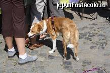 [P20] Vedetele expozitiei canine » foto by dorgo
 - 
<span class="allrVoted glyphicon glyphicon-heart hidden" id="av469447"></span>
<a class="m-l-10 hidden" id="sv469447" onclick="voting_Foto_DelVot(,469447,4932)" role="button">șterge vot <span class="glyphicon glyphicon-remove"></span></a>
<a id="v9469447" class=" c-red"  onclick="voting_Foto_SetVot(469447)" role="button"><span class="glyphicon glyphicon-heart-empty"></span> <b>LIKE</b> = Votează poza</a> <img class="hidden"  id="f469447W9" src="/imagini/loader.gif" border="0" /><span class="AjErrMes hidden" id="e469447ErM"></span>