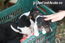 [P21] Vedetele expozitiei canine » foto by dorgo
 - 
<span class="allrVoted glyphicon glyphicon-heart hidden" id="av469448"></span>
<a class="m-l-10 hidden" id="sv469448" onclick="voting_Foto_DelVot(,469448,4932)" role="button">șterge vot <span class="glyphicon glyphicon-remove"></span></a>
<a id="v9469448" class=" c-red"  onclick="voting_Foto_SetVot(469448)" role="button"><span class="glyphicon glyphicon-heart-empty"></span> <b>LIKE</b> = Votează poza</a> <img class="hidden"  id="f469448W9" src="/imagini/loader.gif" border="0" /><span class="AjErrMes hidden" id="e469448ErM"></span>