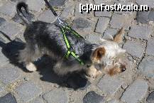 [P22] Vedetele expozitiei canine » foto by dorgo
 - 
<span class="allrVoted glyphicon glyphicon-heart hidden" id="av469449"></span>
<a class="m-l-10 hidden" id="sv469449" onclick="voting_Foto_DelVot(,469449,4932)" role="button">șterge vot <span class="glyphicon glyphicon-remove"></span></a>
<a id="v9469449" class=" c-red"  onclick="voting_Foto_SetVot(469449)" role="button"><span class="glyphicon glyphicon-heart-empty"></span> <b>LIKE</b> = Votează poza</a> <img class="hidden"  id="f469449W9" src="/imagini/loader.gif" border="0" /><span class="AjErrMes hidden" id="e469449ErM"></span>
