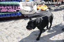 [P23] Vedetele expozitiei canine » foto by dorgo
 - 
<span class="allrVoted glyphicon glyphicon-heart hidden" id="av469450"></span>
<a class="m-l-10 hidden" id="sv469450" onclick="voting_Foto_DelVot(,469450,4932)" role="button">șterge vot <span class="glyphicon glyphicon-remove"></span></a>
<a id="v9469450" class=" c-red"  onclick="voting_Foto_SetVot(469450)" role="button"><span class="glyphicon glyphicon-heart-empty"></span> <b>LIKE</b> = Votează poza</a> <img class="hidden"  id="f469450W9" src="/imagini/loader.gif" border="0" /><span class="AjErrMes hidden" id="e469450ErM"></span>