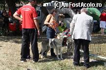 [P24] Vedetele expozitiei canine » foto by dorgo
 - 
<span class="allrVoted glyphicon glyphicon-heart hidden" id="av469451"></span>
<a class="m-l-10 hidden" id="sv469451" onclick="voting_Foto_DelVot(,469451,4932)" role="button">șterge vot <span class="glyphicon glyphicon-remove"></span></a>
<a id="v9469451" class=" c-red"  onclick="voting_Foto_SetVot(469451)" role="button"><span class="glyphicon glyphicon-heart-empty"></span> <b>LIKE</b> = Votează poza</a> <img class="hidden"  id="f469451W9" src="/imagini/loader.gif" border="0" /><span class="AjErrMes hidden" id="e469451ErM"></span>