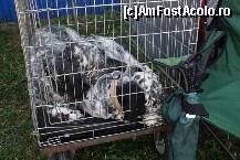 [P25] Vedetele expozitiei canine » foto by dorgo
 - 
<span class="allrVoted glyphicon glyphicon-heart hidden" id="av469453"></span>
<a class="m-l-10 hidden" id="sv469453" onclick="voting_Foto_DelVot(,469453,4932)" role="button">șterge vot <span class="glyphicon glyphicon-remove"></span></a>
<a id="v9469453" class=" c-red"  onclick="voting_Foto_SetVot(469453)" role="button"><span class="glyphicon glyphicon-heart-empty"></span> <b>LIKE</b> = Votează poza</a> <img class="hidden"  id="f469453W9" src="/imagini/loader.gif" border="0" /><span class="AjErrMes hidden" id="e469453ErM"></span>