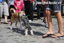 [P26] Vedetele expozitiei canine » foto by dorgo
 - 
<span class="allrVoted glyphicon glyphicon-heart hidden" id="av469455"></span>
<a class="m-l-10 hidden" id="sv469455" onclick="voting_Foto_DelVot(,469455,4932)" role="button">șterge vot <span class="glyphicon glyphicon-remove"></span></a>
<a id="v9469455" class=" c-red"  onclick="voting_Foto_SetVot(469455)" role="button"><span class="glyphicon glyphicon-heart-empty"></span> <b>LIKE</b> = Votează poza</a> <img class="hidden"  id="f469455W9" src="/imagini/loader.gif" border="0" /><span class="AjErrMes hidden" id="e469455ErM"></span>
