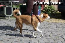 [P27] Vedetele expozitiei canine » foto by dorgo
 - 
<span class="allrVoted glyphicon glyphicon-heart hidden" id="av469456"></span>
<a class="m-l-10 hidden" id="sv469456" onclick="voting_Foto_DelVot(,469456,4932)" role="button">șterge vot <span class="glyphicon glyphicon-remove"></span></a>
<a id="v9469456" class=" c-red"  onclick="voting_Foto_SetVot(469456)" role="button"><span class="glyphicon glyphicon-heart-empty"></span> <b>LIKE</b> = Votează poza</a> <img class="hidden"  id="f469456W9" src="/imagini/loader.gif" border="0" /><span class="AjErrMes hidden" id="e469456ErM"></span>