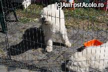 [P29] Vedetele expozitiei canine » foto by dorgo
 - 
<span class="allrVoted glyphicon glyphicon-heart hidden" id="av469459"></span>
<a class="m-l-10 hidden" id="sv469459" onclick="voting_Foto_DelVot(,469459,4932)" role="button">șterge vot <span class="glyphicon glyphicon-remove"></span></a>
<a id="v9469459" class=" c-red"  onclick="voting_Foto_SetVot(469459)" role="button"><span class="glyphicon glyphicon-heart-empty"></span> <b>LIKE</b> = Votează poza</a> <img class="hidden"  id="f469459W9" src="/imagini/loader.gif" border="0" /><span class="AjErrMes hidden" id="e469459ErM"></span>
