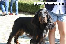 [P30] Vedetele expozitiei canine » foto by dorgo
 - 
<span class="allrVoted glyphicon glyphicon-heart hidden" id="av469461"></span>
<a class="m-l-10 hidden" id="sv469461" onclick="voting_Foto_DelVot(,469461,4932)" role="button">șterge vot <span class="glyphicon glyphicon-remove"></span></a>
<a id="v9469461" class=" c-red"  onclick="voting_Foto_SetVot(469461)" role="button"><span class="glyphicon glyphicon-heart-empty"></span> <b>LIKE</b> = Votează poza</a> <img class="hidden"  id="f469461W9" src="/imagini/loader.gif" border="0" /><span class="AjErrMes hidden" id="e469461ErM"></span>