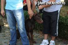 [P31] Vedetele expozitiei canine » foto by dorgo
 - 
<span class="allrVoted glyphicon glyphicon-heart hidden" id="av469462"></span>
<a class="m-l-10 hidden" id="sv469462" onclick="voting_Foto_DelVot(,469462,4932)" role="button">șterge vot <span class="glyphicon glyphicon-remove"></span></a>
<a id="v9469462" class=" c-red"  onclick="voting_Foto_SetVot(469462)" role="button"><span class="glyphicon glyphicon-heart-empty"></span> <b>LIKE</b> = Votează poza</a> <img class="hidden"  id="f469462W9" src="/imagini/loader.gif" border="0" /><span class="AjErrMes hidden" id="e469462ErM"></span>