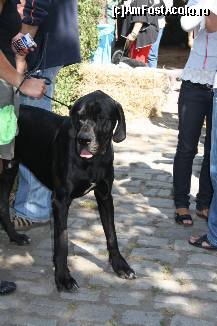 [P32] Vedetele expozitiei canine » foto by dorgo
 - 
<span class="allrVoted glyphicon glyphicon-heart hidden" id="av469464"></span>
<a class="m-l-10 hidden" id="sv469464" onclick="voting_Foto_DelVot(,469464,4932)" role="button">șterge vot <span class="glyphicon glyphicon-remove"></span></a>
<a id="v9469464" class=" c-red"  onclick="voting_Foto_SetVot(469464)" role="button"><span class="glyphicon glyphicon-heart-empty"></span> <b>LIKE</b> = Votează poza</a> <img class="hidden"  id="f469464W9" src="/imagini/loader.gif" border="0" /><span class="AjErrMes hidden" id="e469464ErM"></span>