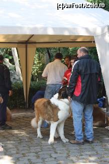 [P35] Vedetele expozitiei canine » foto by dorgo
 - 
<span class="allrVoted glyphicon glyphicon-heart hidden" id="av469468"></span>
<a class="m-l-10 hidden" id="sv469468" onclick="voting_Foto_DelVot(,469468,4932)" role="button">șterge vot <span class="glyphicon glyphicon-remove"></span></a>
<a id="v9469468" class=" c-red"  onclick="voting_Foto_SetVot(469468)" role="button"><span class="glyphicon glyphicon-heart-empty"></span> <b>LIKE</b> = Votează poza</a> <img class="hidden"  id="f469468W9" src="/imagini/loader.gif" border="0" /><span class="AjErrMes hidden" id="e469468ErM"></span>
