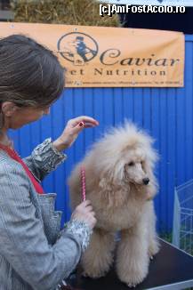 [P04] Vedetele expozitiei canine » foto by dorgo
 - 
<span class="allrVoted glyphicon glyphicon-heart hidden" id="av469424"></span>
<a class="m-l-10 hidden" id="sv469424" onclick="voting_Foto_DelVot(,469424,4932)" role="button">șterge vot <span class="glyphicon glyphicon-remove"></span></a>
<a id="v9469424" class=" c-red"  onclick="voting_Foto_SetVot(469424)" role="button"><span class="glyphicon glyphicon-heart-empty"></span> <b>LIKE</b> = Votează poza</a> <img class="hidden"  id="f469424W9" src="/imagini/loader.gif" border="0" /><span class="AjErrMes hidden" id="e469424ErM"></span>