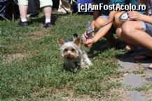 [P05] Vedetele expozitiei canine » foto by dorgo
 - 
<span class="allrVoted glyphicon glyphicon-heart hidden" id="av469426"></span>
<a class="m-l-10 hidden" id="sv469426" onclick="voting_Foto_DelVot(,469426,4932)" role="button">șterge vot <span class="glyphicon glyphicon-remove"></span></a>
<a id="v9469426" class=" c-red"  onclick="voting_Foto_SetVot(469426)" role="button"><span class="glyphicon glyphicon-heart-empty"></span> <b>LIKE</b> = Votează poza</a> <img class="hidden"  id="f469426W9" src="/imagini/loader.gif" border="0" /><span class="AjErrMes hidden" id="e469426ErM"></span>