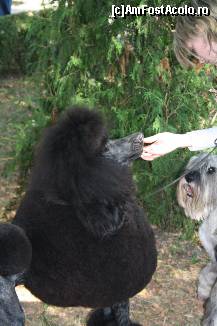 [P07] Vedetele expozitiei canine » foto by dorgo
 - 
<span class="allrVoted glyphicon glyphicon-heart hidden" id="av469429"></span>
<a class="m-l-10 hidden" id="sv469429" onclick="voting_Foto_DelVot(,469429,4932)" role="button">șterge vot <span class="glyphicon glyphicon-remove"></span></a>
<a id="v9469429" class=" c-red"  onclick="voting_Foto_SetVot(469429)" role="button"><span class="glyphicon glyphicon-heart-empty"></span> <b>LIKE</b> = Votează poza</a> <img class="hidden"  id="f469429W9" src="/imagini/loader.gif" border="0" /><span class="AjErrMes hidden" id="e469429ErM"></span>