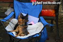 [P08] Vedetele expozitiei canine » foto by dorgo
 - 
<span class="allrVoted glyphicon glyphicon-heart hidden" id="av469430"></span>
<a class="m-l-10 hidden" id="sv469430" onclick="voting_Foto_DelVot(,469430,4932)" role="button">șterge vot <span class="glyphicon glyphicon-remove"></span></a>
<a id="v9469430" class=" c-red"  onclick="voting_Foto_SetVot(469430)" role="button"><span class="glyphicon glyphicon-heart-empty"></span> <b>LIKE</b> = Votează poza</a> <img class="hidden"  id="f469430W9" src="/imagini/loader.gif" border="0" /><span class="AjErrMes hidden" id="e469430ErM"></span>