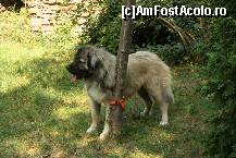 [P09] Vedetele expozitiei canine » foto by dorgo
 - 
<span class="allrVoted glyphicon glyphicon-heart hidden" id="av469431"></span>
<a class="m-l-10 hidden" id="sv469431" onclick="voting_Foto_DelVot(,469431,4932)" role="button">șterge vot <span class="glyphicon glyphicon-remove"></span></a>
<a id="v9469431" class=" c-red"  onclick="voting_Foto_SetVot(469431)" role="button"><span class="glyphicon glyphicon-heart-empty"></span> <b>LIKE</b> = Votează poza</a> <img class="hidden"  id="f469431W9" src="/imagini/loader.gif" border="0" /><span class="AjErrMes hidden" id="e469431ErM"></span>