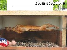 [P1x] miel la souvla (protap), asa facem de fiecare Paste la gratarul din curte » foto by theophillina
 - 
<span class="allrVoted glyphicon glyphicon-heart hidden" id="av38046"></span>
<a class="m-l-10 hidden" id="sv38046" onclick="voting_Foto_DelVot(,38046,4934)" role="button">șterge vot <span class="glyphicon glyphicon-remove"></span></a>
<a id="v938046" class=" c-red"  onclick="voting_Foto_SetVot(38046)" role="button"><span class="glyphicon glyphicon-heart-empty"></span> <b>LIKE</b> = Votează poza</a> <img class="hidden"  id="f38046W9" src="/imagini/loader.gif" border="0" /><span class="AjErrMes hidden" id="e38046ErM"></span>