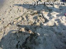 [P07] iarba de mare pe nisipul plajei , nu o curata nimeni desi se incaseaza minim 6 euro pentru o umbrela , in schimbul unor bauturi » foto by z_claudiu
 - 
<span class="allrVoted glyphicon glyphicon-heart hidden" id="av334578"></span>
<a class="m-l-10 hidden" id="sv334578" onclick="voting_Foto_DelVot(,334578,4941)" role="button">șterge vot <span class="glyphicon glyphicon-remove"></span></a>
<a id="v9334578" class=" c-red"  onclick="voting_Foto_SetVot(334578)" role="button"><span class="glyphicon glyphicon-heart-empty"></span> <b>LIKE</b> = Votează poza</a> <img class="hidden"  id="f334578W9" src="/imagini/loader.gif" border="0" /><span class="AjErrMes hidden" id="e334578ErM"></span>