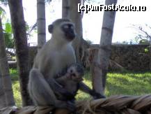 [P01] o maimuta cu baby...animale foarte prietenoase » foto by Pami*
 - 
<span class="allrVoted glyphicon glyphicon-heart hidden" id="av49527"></span>
<a class="m-l-10 hidden" id="sv49527" onclick="voting_Foto_DelVot(,49527,4949)" role="button">șterge vot <span class="glyphicon glyphicon-remove"></span></a>
<a id="v949527" class=" c-red"  onclick="voting_Foto_SetVot(49527)" role="button"><span class="glyphicon glyphicon-heart-empty"></span> <b>LIKE</b> = Votează poza</a> <img class="hidden"  id="f49527W9" src="/imagini/loader.gif" border="0" /><span class="AjErrMes hidden" id="e49527ErM"></span>