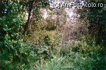 [P01] Mlastina cu borviz-in fata mea se deschide o jungla vegetala » foto by dorgo
 - 
<span class="allrVoted glyphicon glyphicon-heart hidden" id="av94442"></span>
<a class="m-l-10 hidden" id="sv94442" onclick="voting_Foto_DelVot(,94442,4951)" role="button">șterge vot <span class="glyphicon glyphicon-remove"></span></a>
<a id="v994442" class=" c-red"  onclick="voting_Foto_SetVot(94442)" role="button"><span class="glyphicon glyphicon-heart-empty"></span> <b>LIKE</b> = Votează poza</a> <img class="hidden"  id="f94442W9" src="/imagini/loader.gif" border="0" /><span class="AjErrMes hidden" id="e94442ErM"></span>