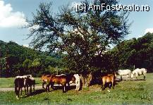 [P03] se zice ca acesti cai care beau apa de la Sancraieni,traiesc 40 de ani, de doua ori mai mult decat ar fi normal » foto by dorgo
 - 
<span class="allrVoted glyphicon glyphicon-heart hidden" id="av94444"></span>
<a class="m-l-10 hidden" id="sv94444" onclick="voting_Foto_DelVot(,94444,4951)" role="button">șterge vot <span class="glyphicon glyphicon-remove"></span></a>
<a id="v994444" class=" c-red"  onclick="voting_Foto_SetVot(94444)" role="button"><span class="glyphicon glyphicon-heart-empty"></span> <b>LIKE</b> = Votează poza</a> <img class="hidden"  id="f94444W9" src="/imagini/loader.gif" border="0" /><span class="AjErrMes hidden" id="e94444ErM"></span>