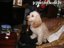[P27] Daisy...catelusa lui Pepsi70ro... » foto by mili1983
 - 
<span class="allrVoted glyphicon glyphicon-heart hidden" id="av50299"></span>
<a class="m-l-10 hidden" id="sv50299" onclick="voting_Foto_DelVot(,50299,4961)" role="button">șterge vot <span class="glyphicon glyphicon-remove"></span></a>
<a id="v950299" class=" c-red"  onclick="voting_Foto_SetVot(50299)" role="button"><span class="glyphicon glyphicon-heart-empty"></span> <b>LIKE</b> = Votează poza</a> <img class="hidden"  id="f50299W9" src="/imagini/loader.gif" border="0" /><span class="AjErrMes hidden" id="e50299ErM"></span>