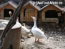 [P78] mini gradina zoo » foto by Alb
 - 
<span class="allrVoted glyphicon glyphicon-heart hidden" id="av50072"></span>
<a class="m-l-10 hidden" id="sv50072" onclick="voting_Foto_DelVot(,50072,4965)" role="button">șterge vot <span class="glyphicon glyphicon-remove"></span></a>
<a id="v950072" class=" c-red"  onclick="voting_Foto_SetVot(50072)" role="button"><span class="glyphicon glyphicon-heart-empty"></span> <b>LIKE</b> = Votează poza</a> <img class="hidden"  id="f50072W9" src="/imagini/loader.gif" border="0" /><span class="AjErrMes hidden" id="e50072ErM"></span>