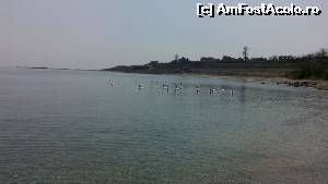 [P01] lebedele... Eforie sud » foto by bursucicu
 - 
<span class="allrVoted glyphicon glyphicon-heart hidden" id="av662704"></span>
<a class="m-l-10 hidden" id="sv662704" onclick="voting_Foto_DelVot(,662704,4966)" role="button">șterge vot <span class="glyphicon glyphicon-remove"></span></a>
<a id="v9662704" class=" c-red"  onclick="voting_Foto_SetVot(662704)" role="button"><span class="glyphicon glyphicon-heart-empty"></span> <b>LIKE</b> = Votează poza</a> <img class="hidden"  id="f662704W9" src="/imagini/loader.gif" border="0" /><span class="AjErrMes hidden" id="e662704ErM"></span>