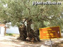 [P06] Cel mai batran maslin din Grecia. Langa el este un scaun obisnuit. Comparati dimensiunile. Il gasiti in centru satului Exo Hora/Exo Chora, la 4-5 km. de Kampi. » foto by motaneata
 - 
<span class="allrVoted glyphicon glyphicon-heart hidden" id="av52598"></span>
<a class="m-l-10 hidden" id="sv52598" onclick="voting_Foto_DelVot(,52598,5031)" role="button">șterge vot <span class="glyphicon glyphicon-remove"></span></a>
<a id="v952598" class=" c-red"  onclick="voting_Foto_SetVot(52598)" role="button"><span class="glyphicon glyphicon-heart-empty"></span> <b>LIKE</b> = Votează poza</a> <img class="hidden"  id="f52598W9" src="/imagini/loader.gif" border="0" /><span class="AjErrMes hidden" id="e52598ErM"></span>