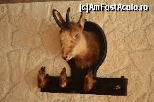 [P12] Un trofeu din salonul restaurantului pensiunii Doi Ponei. Foarte bine realizat si conservat. » foto by Basy
 - 
<span class="allrVoted glyphicon glyphicon-heart hidden" id="av303501"></span>
<a class="m-l-10 hidden" id="sv303501" onclick="voting_Foto_DelVot(,303501,5038)" role="button">șterge vot <span class="glyphicon glyphicon-remove"></span></a>
<a id="v9303501" class=" c-red"  onclick="voting_Foto_SetVot(303501)" role="button"><span class="glyphicon glyphicon-heart-empty"></span> <b>LIKE</b> = Votează poza</a> <img class="hidden"  id="f303501W9" src="/imagini/loader.gif" border="0" /><span class="AjErrMes hidden" id="e303501ErM"></span>