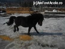[P29] Poneiul Zorro la joaca. In planul secuns de observa sursa de caldura a pensiunii. Doua stive de lemne, aranjate impecabil » foto by Basy
 - 
<span class="allrVoted glyphicon glyphicon-heart hidden" id="av304902"></span>
<a class="m-l-10 hidden" id="sv304902" onclick="voting_Foto_DelVot(,304902,5038)" role="button">șterge vot <span class="glyphicon glyphicon-remove"></span></a>
<a id="v9304902" class=" c-red"  onclick="voting_Foto_SetVot(304902)" role="button"><span class="glyphicon glyphicon-heart-empty"></span> <b>LIKE</b> = Votează poza</a> <img class="hidden"  id="f304902W9" src="/imagini/loader.gif" border="0" /><span class="AjErrMes hidden" id="e304902ErM"></span>