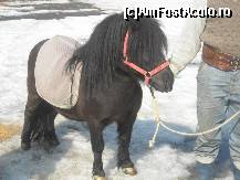 [P30] Micutul Zorro pregatit pentru calarie. Docil sub atenta indrumare a unui angajat al pensiunii. » foto by Basy
 - 
<span class="allrVoted glyphicon glyphicon-heart hidden" id="av304904"></span>
<a class="m-l-10 hidden" id="sv304904" onclick="voting_Foto_DelVot(,304904,5038)" role="button">șterge vot <span class="glyphicon glyphicon-remove"></span></a>
<a id="v9304904" class=" c-red"  onclick="voting_Foto_SetVot(304904)" role="button"><span class="glyphicon glyphicon-heart-empty"></span> <b>LIKE</b> = Votează poza</a> <img class="hidden"  id="f304904W9" src="/imagini/loader.gif" border="0" /><span class="AjErrMes hidden" id="e304904ErM"></span>