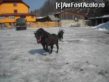 [P37] Zorro la joaca...sau la incalzire pentru o noua sedinta de calarie ce va fi oferita celor mici.In planul secund, in stanga se vede pensiunea Doi Ponei, laterala dreapta. » foto by Basy
 - 
<span class="allrVoted glyphicon glyphicon-heart hidden" id="av304917"></span>
<a class="m-l-10 hidden" id="sv304917" onclick="voting_Foto_DelVot(,304917,5038)" role="button">șterge vot <span class="glyphicon glyphicon-remove"></span></a>
<a id="v9304917" class=" c-red"  onclick="voting_Foto_SetVot(304917)" role="button"><span class="glyphicon glyphicon-heart-empty"></span> <b>LIKE</b> = Votează poza</a> <img class="hidden"  id="f304917W9" src="/imagini/loader.gif" border="0" /><span class="AjErrMes hidden" id="e304917ErM"></span>