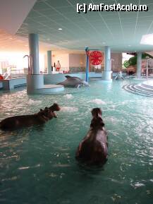 [P03] Aqua-Palace Hajduszoboszlo - bazin cu tematica tropicala » foto by zeee
 - 
<span class="allrVoted glyphicon glyphicon-heart hidden" id="av53084"></span>
<a class="m-l-10 hidden" id="sv53084" onclick="voting_Foto_DelVot(,53084,5055)" role="button">șterge vot <span class="glyphicon glyphicon-remove"></span></a>
<a id="v953084" class=" c-red"  onclick="voting_Foto_SetVot(53084)" role="button"><span class="glyphicon glyphicon-heart-empty"></span> <b>LIKE</b> = Votează poza</a> <img class="hidden"  id="f53084W9" src="/imagini/loader.gif" border="0" /><span class="AjErrMes hidden" id="e53084ErM"></span>