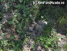 [P07] Vipera comuna - nescuipatoare, neagresiva daca nu o calci pe coada - in centrul imaginii. » foto by cc_iordachescu
 - 
<span class="allrVoted glyphicon glyphicon-heart hidden" id="av53422"></span>
<a class="m-l-10 hidden" id="sv53422" onclick="voting_Foto_DelVot(,53422,5063)" role="button">șterge vot <span class="glyphicon glyphicon-remove"></span></a>
<a id="v953422" class=" c-red"  onclick="voting_Foto_SetVot(53422)" role="button"><span class="glyphicon glyphicon-heart-empty"></span> <b>LIKE</b> = Votează poza</a> <img class="hidden"  id="f53422W9" src="/imagini/loader.gif" border="0" /><span class="AjErrMes hidden" id="e53422ErM"></span>