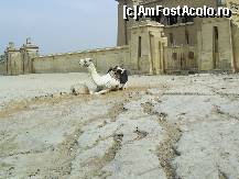 [P16] Cairo - Platoul Giza. Camila odihnindu-se. » foto by iulianic
 - 
<span class="allrVoted glyphicon glyphicon-heart hidden" id="av298228"></span>
<a class="m-l-10 hidden" id="sv298228" onclick="voting_Foto_DelVot(,298228,5067)" role="button">șterge vot <span class="glyphicon glyphicon-remove"></span></a>
<a id="v9298228" class=" c-red"  onclick="voting_Foto_SetVot(298228)" role="button"><span class="glyphicon glyphicon-heart-empty"></span> <b>LIKE</b> = Votează poza</a> <img class="hidden"  id="f298228W9" src="/imagini/loader.gif" border="0" /><span class="AjErrMes hidden" id="e298228ErM"></span>