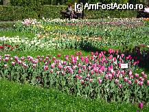 [P03] In gradina botanica Iasi » foto by mario 110
 - 
<span class="allrVoted glyphicon glyphicon-heart hidden" id="av68947"></span>
<a class="m-l-10 hidden" id="sv68947" onclick="voting_Foto_DelVot(,68947,5091)" role="button">șterge vot <span class="glyphicon glyphicon-remove"></span></a>
<a id="v968947" class=" c-red"  onclick="voting_Foto_SetVot(68947)" role="button"><span class="glyphicon glyphicon-heart-empty"></span> <b>LIKE</b> = Votează poza</a> <img class="hidden"  id="f68947W9" src="/imagini/loader.gif" border="0" /><span class="AjErrMes hidden" id="e68947ErM"></span>